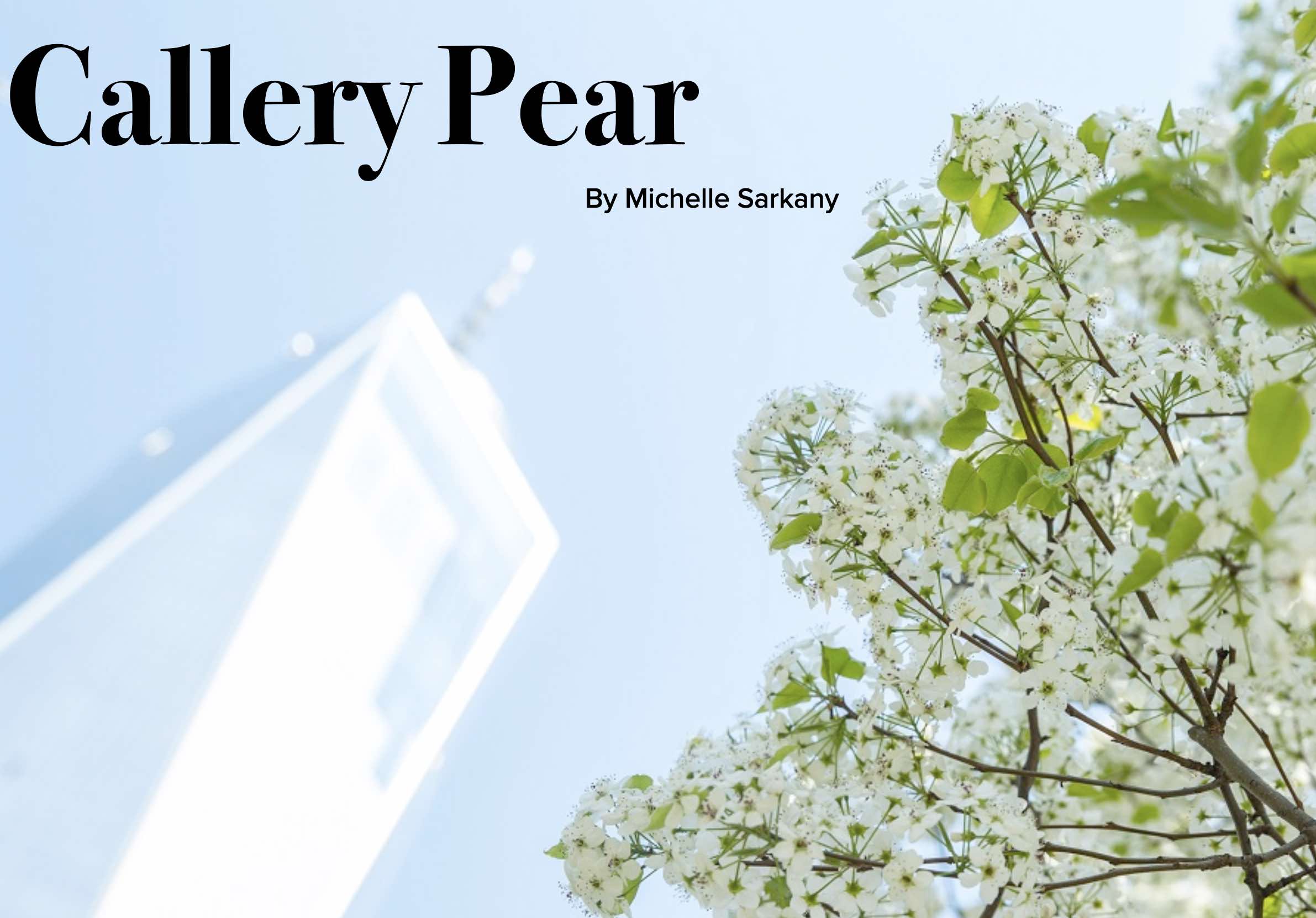 Callerypear